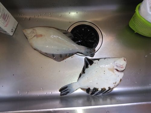 クロガシラガレイの釣果