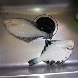 クロガシラガレイ