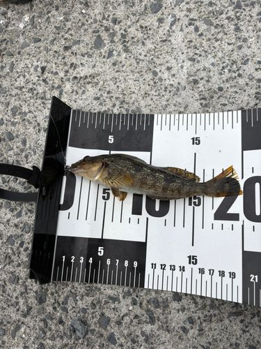 アイナメの釣果