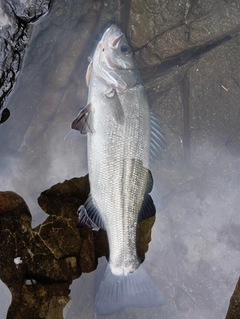 ヒラスズキの釣果