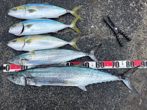 サワラの釣果