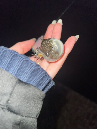 クサフグの釣果