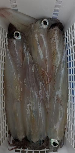 ヤリイカの釣果