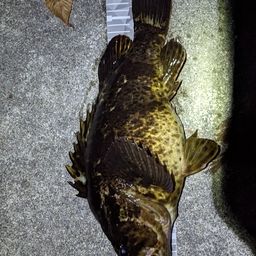 タケノコメバル