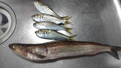 エソの釣果