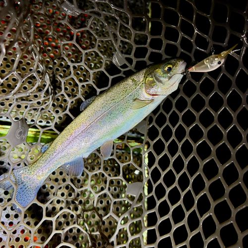 ニジマスの釣果