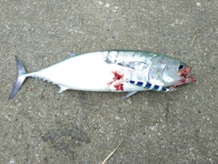 ソウダガツオの釣果
