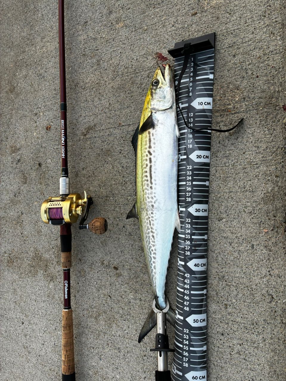 BRIST MARINO10.6MH（ブリストマリノ） 152452007.jpg?cmsp_timestamp=