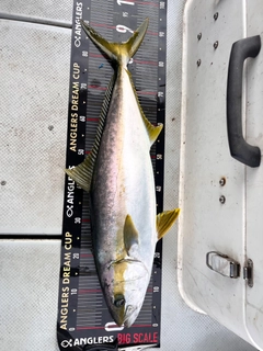 ヒラマサの釣果