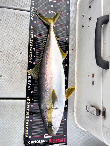 ヒラマサの釣果