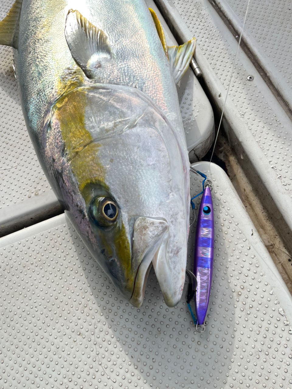 遊漁船 足立丸さんの釣果 2枚目の画像