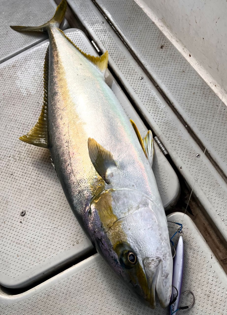 遊漁船 足立丸さんの釣果 3枚目の画像