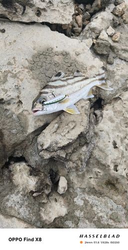 コトヒキの釣果