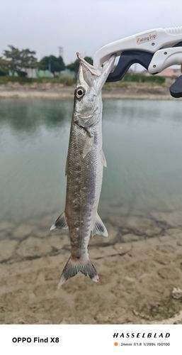 オニカマスの釣果