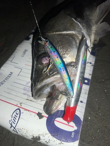 シーバスの釣果