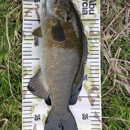 スモールマウスバス