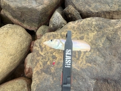 シロギスの釣果