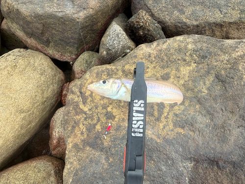 シロギスの釣果