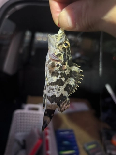 タケノコメバルの釣果