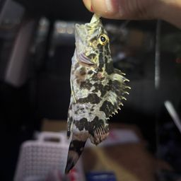 タケノコメバル