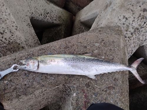 中川河口（兵庫）