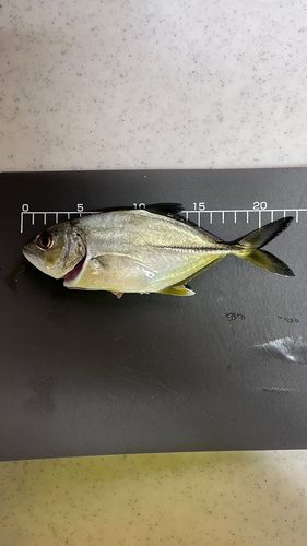 シマアジの釣果