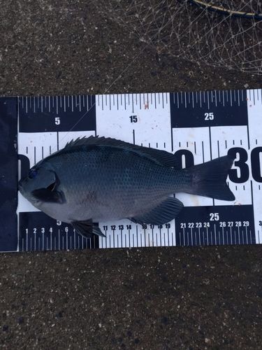 日和山浜海水浴場