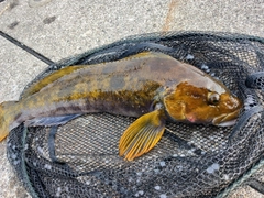 アイナメの釣果