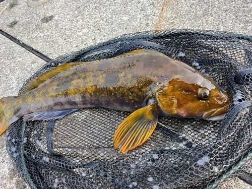 アイナメの釣果