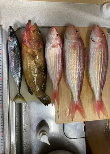 イトヨリダイの釣果