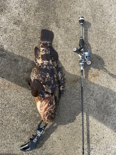 ベッコウゾイの釣果