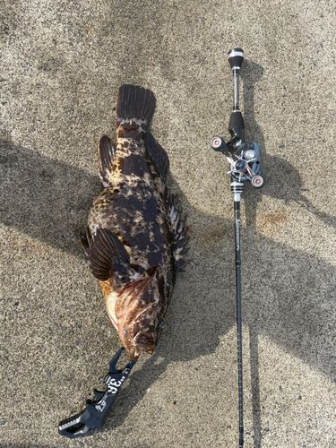 ベッコウゾイの釣果