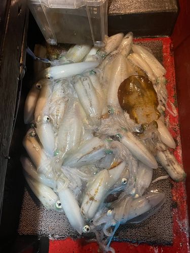 アオリイカの釣果