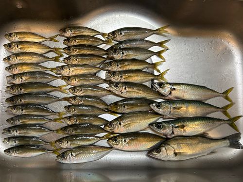 マアジの釣果