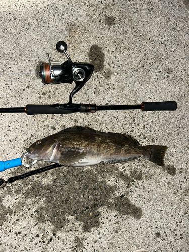 アイナメの釣果