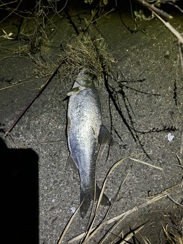 コノシロの釣果