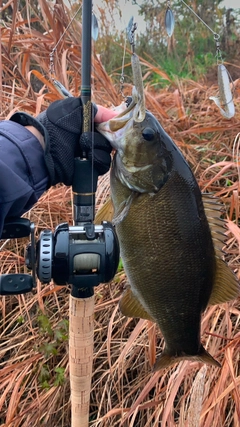 スモールマウスバスの釣果