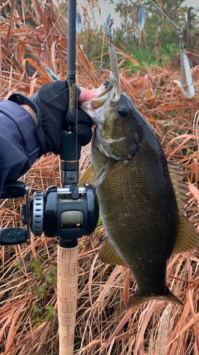スモールマウスバスの釣果
