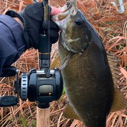 スモールマウスバス