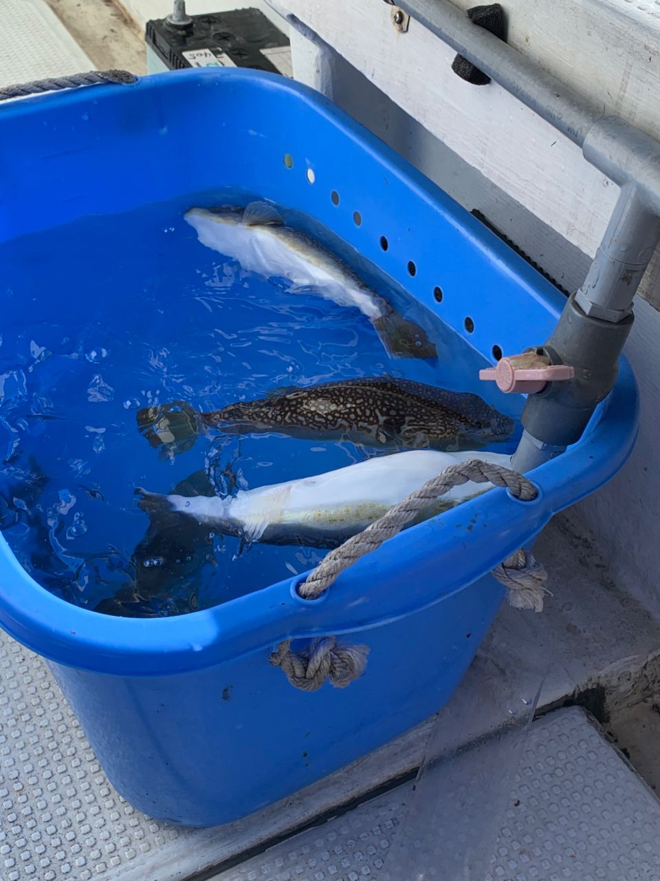 にたぴんぐらーさんの釣果 2枚目の画像