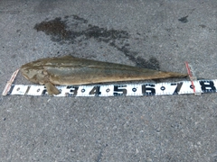 ミナミマゴチの釣果