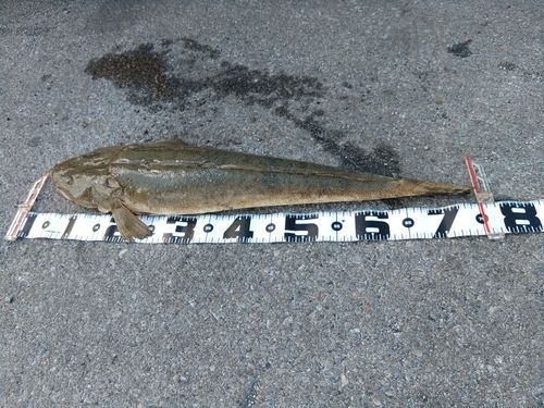 ミナミマゴチの釣果