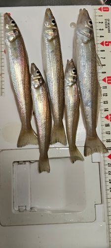 東京湾（富津〜金谷）