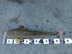 ミナミマゴチの釣果