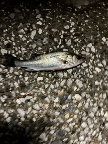 若洲海浜公園海釣り施設