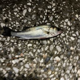 セイゴ（マルスズキ）