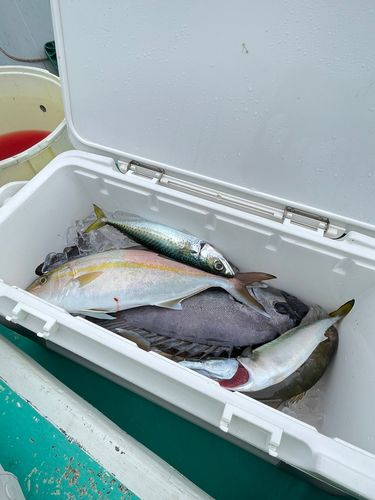 カンパチの釣果