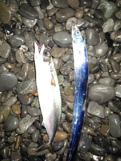 サバの釣果