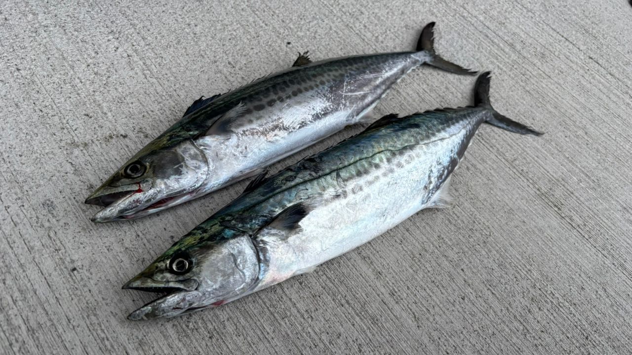 SHIMANO 19コルトスナイパー エクスチューン S100Mの最安値・インプレ