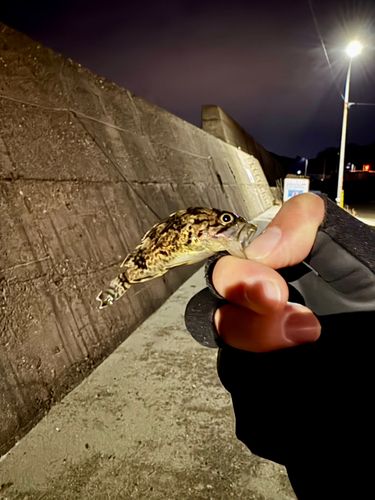 クロソイの釣果